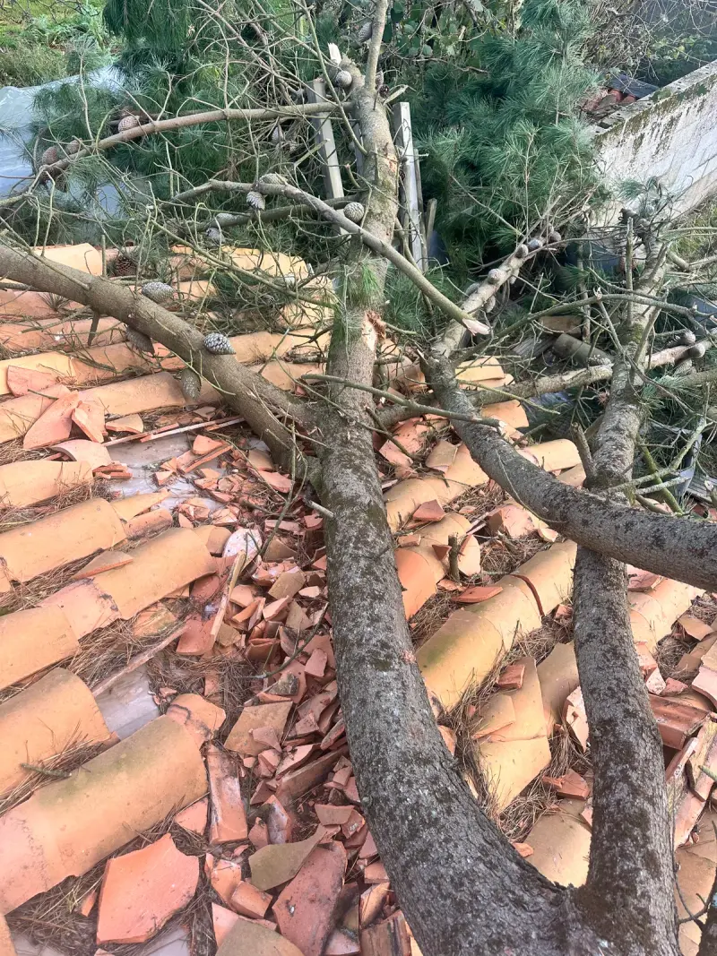 Arbre tombé sur une toiture, intervention d'urgence à Pornic